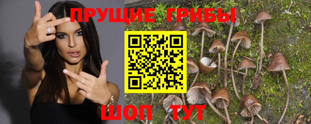 Мурино  Псилоцибиновые грибы Psilocybine cubensis  Галлюциногенные грибы мицелий  Вход с VPN 